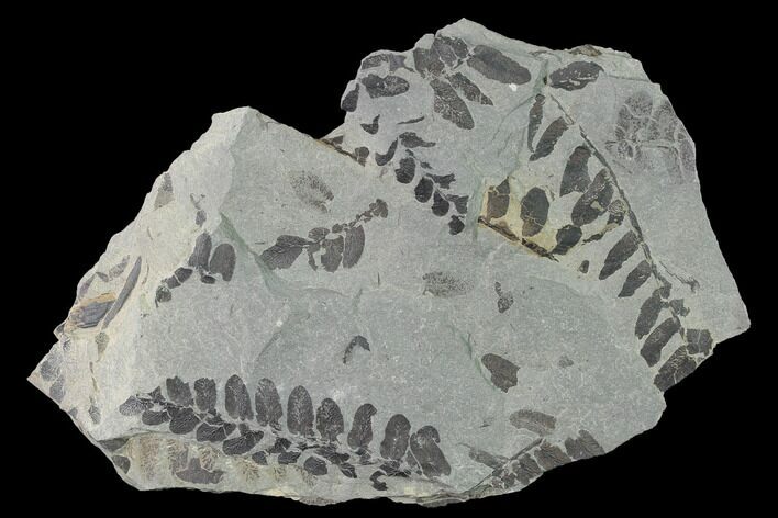 Pennsylvanian Fossil Fern (Neuropteris) Plate - Kentucky #142424